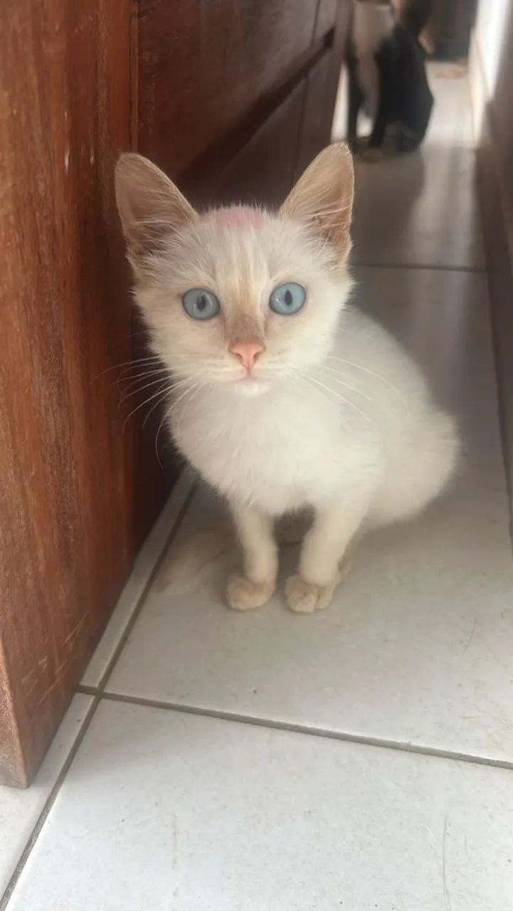 Gatinha disponível para adoção responsável 