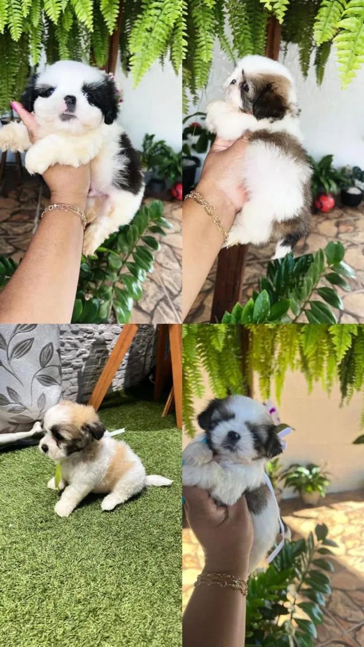 Shih Tzu 