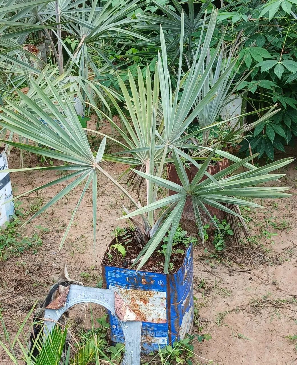 PALMEIRA AZUL - Foto 2