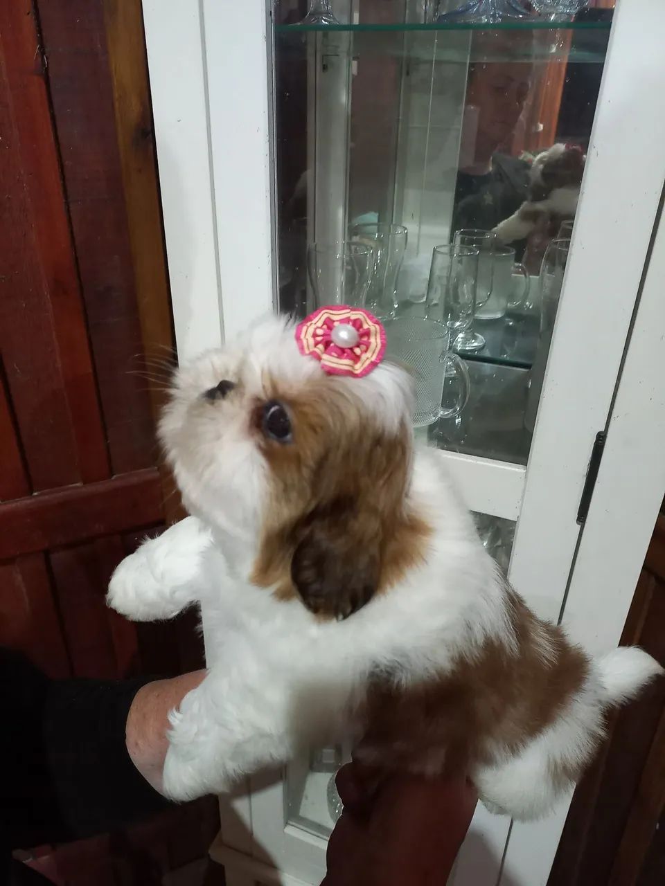 Mini shih tzu  - Foto 3