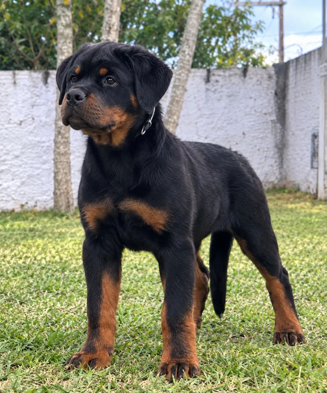 Filhote de rottweiler macho 