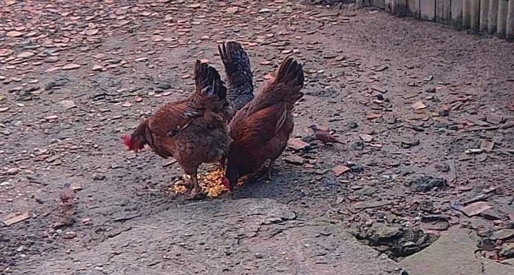 Galinhas e galo - Foto 3