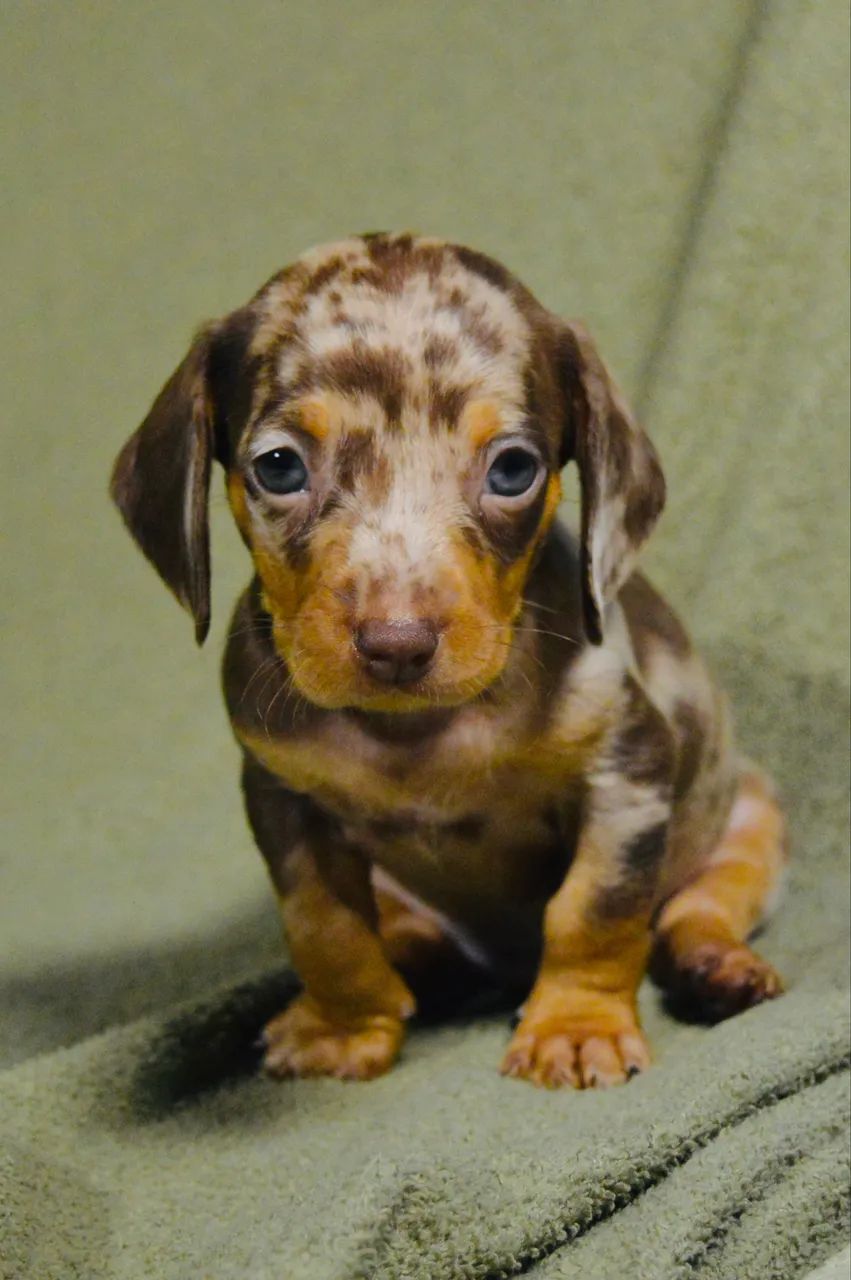 Dachshund filhote 