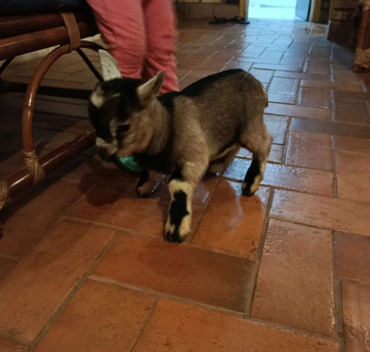 Mini cabrito macho - Foto 3