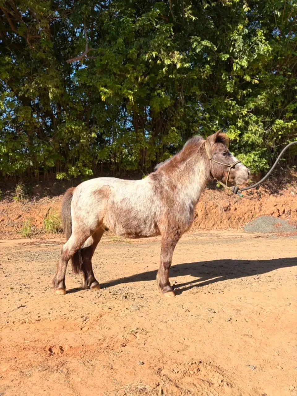 Pônei Macho Castrado 