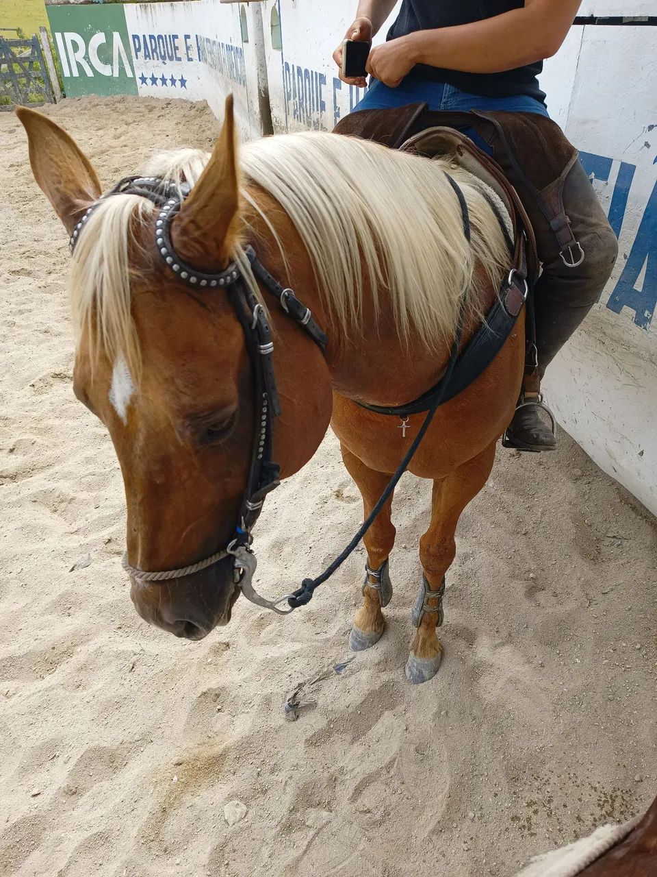 Potro Garanhão Iniciado de Direita - Foto 2
