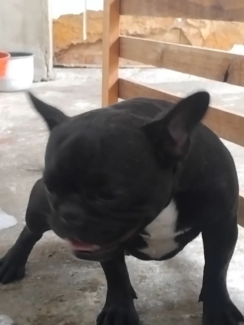 Cachorro - Foto 3