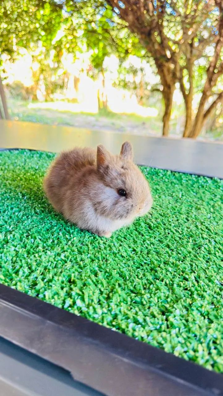 Coelhos - Foto 2