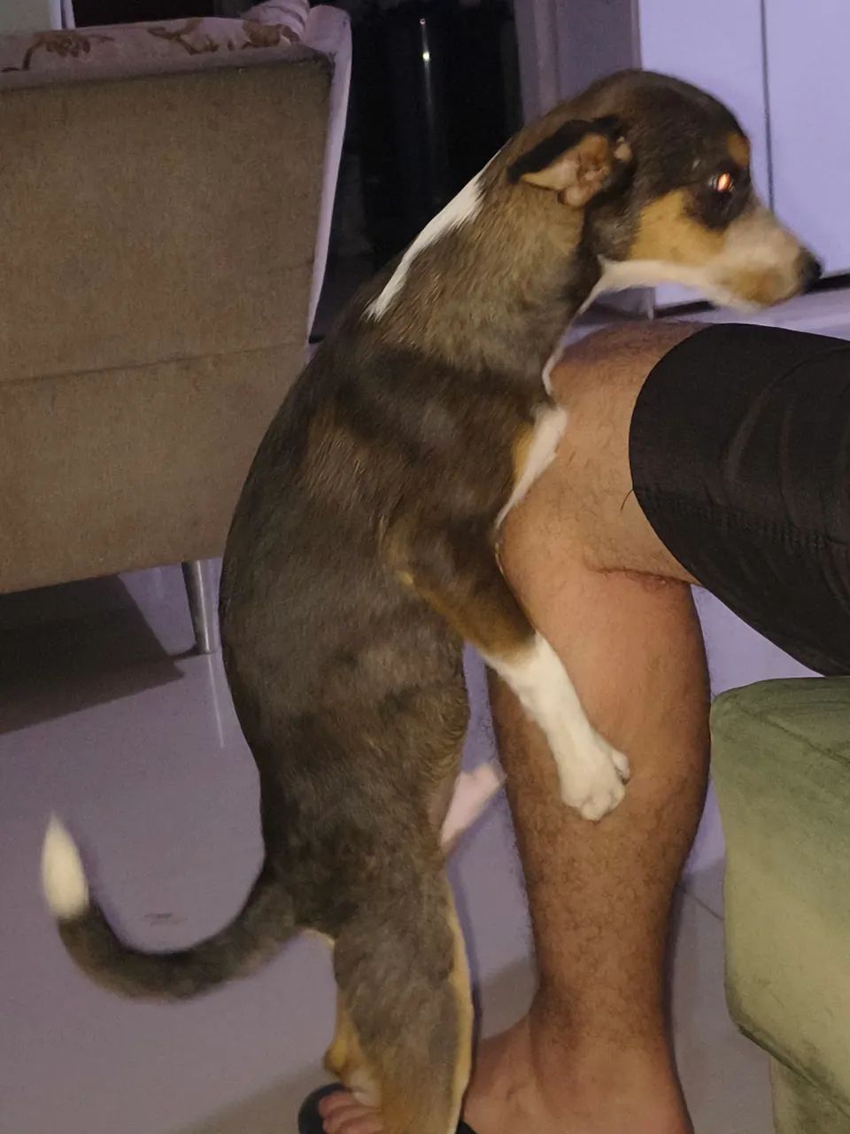 CACHORRO PARA ADOÇÃO  - Foto 2
