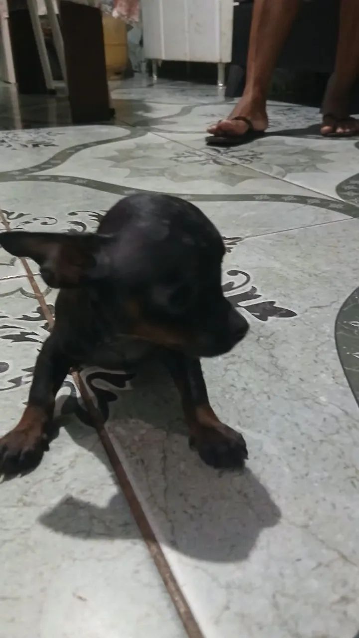 Cachorro  - Foto 3