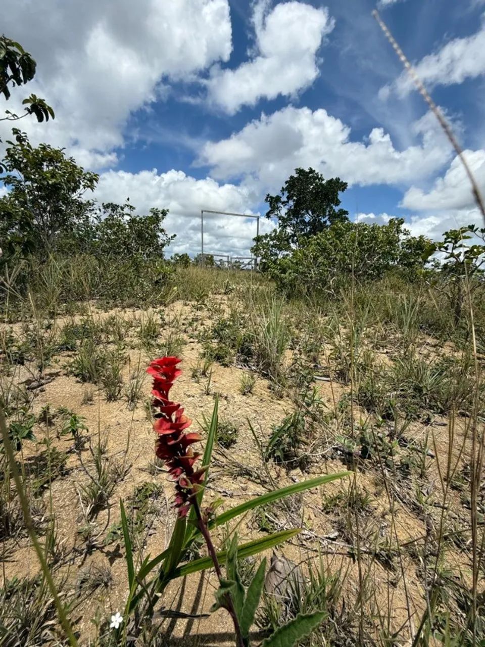 Vendo Sítio á 35 km de Santana na localidade Maçaranduba II - Foto 10