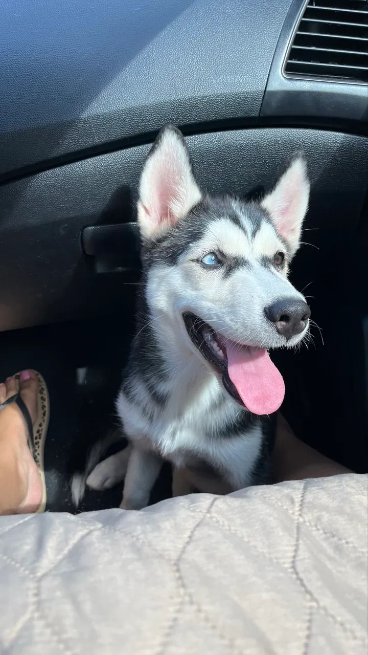 Huskey siberiano  - Foto 3