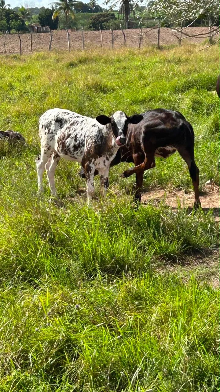 Três bezerras linhagem leiteira  - Foto 4
