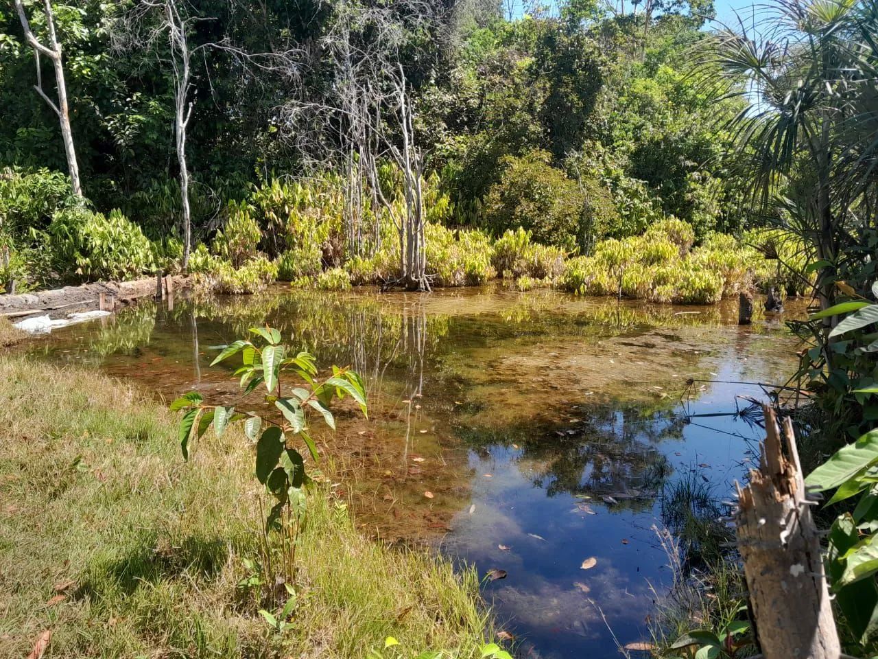 20 alqueires em Divinopolis do Tocantins  - Foto 5