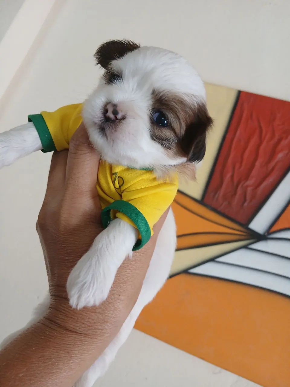 Filhote de ilhasa apso - Foto 2