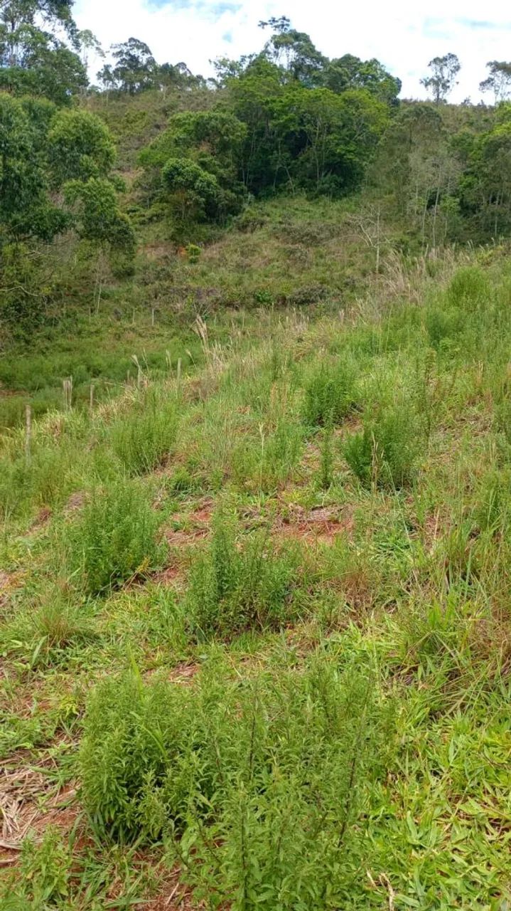 Terreno em Ewbank da Câmara - Foto 4