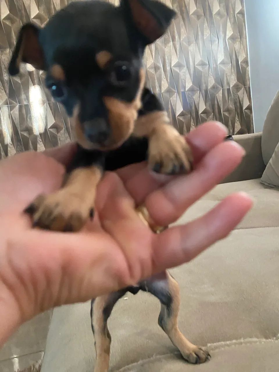 Pinscher  - Foto 4