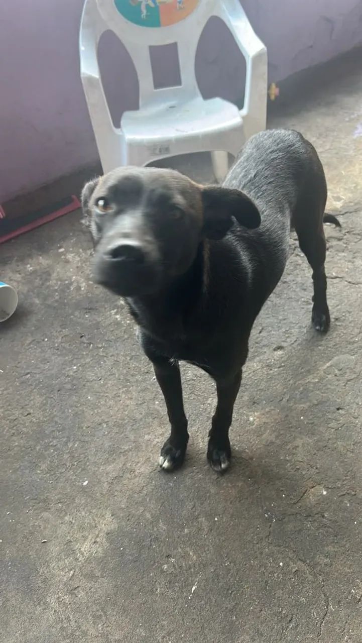 Doa-se cachorrinha dócil - Foto 4