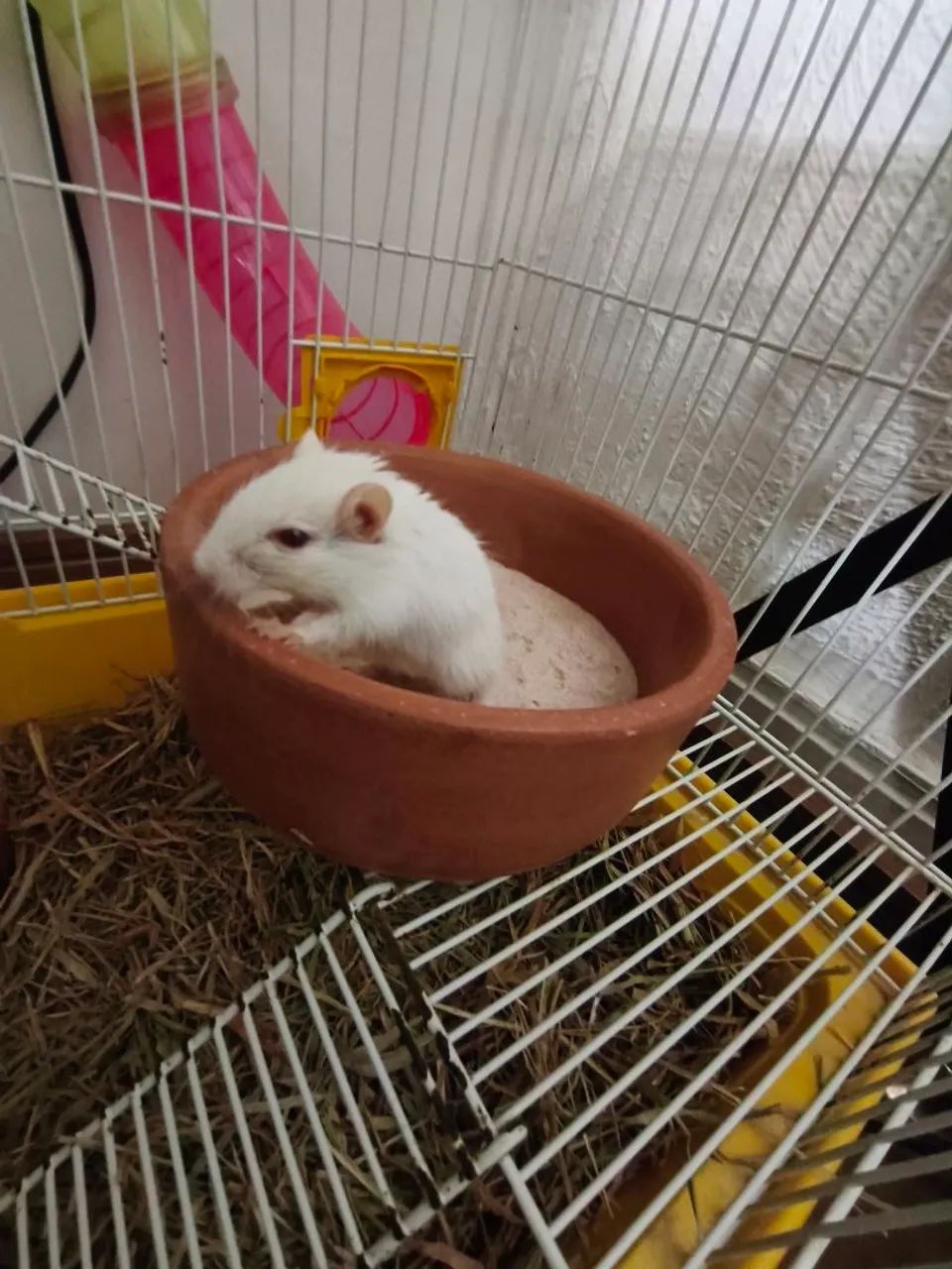 Gerbil65573798218627122
