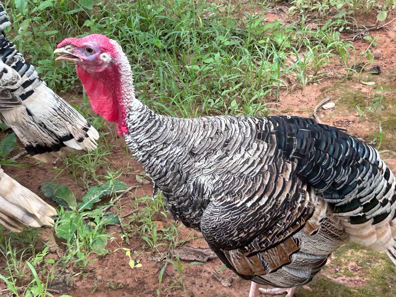 Peru Royal macho jovem