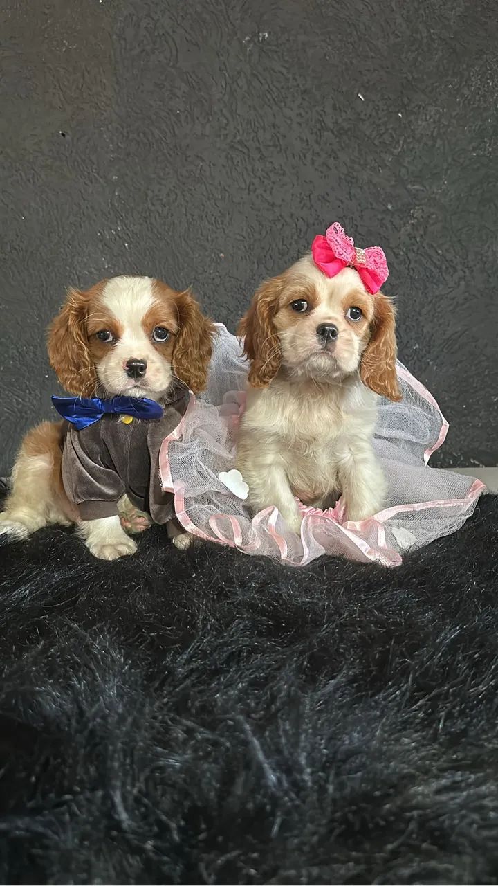 Cavalier king - Foto 4