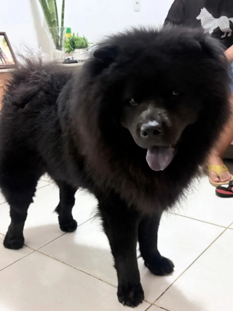 FILHOTES DE CHOW CHOW - Foto 5