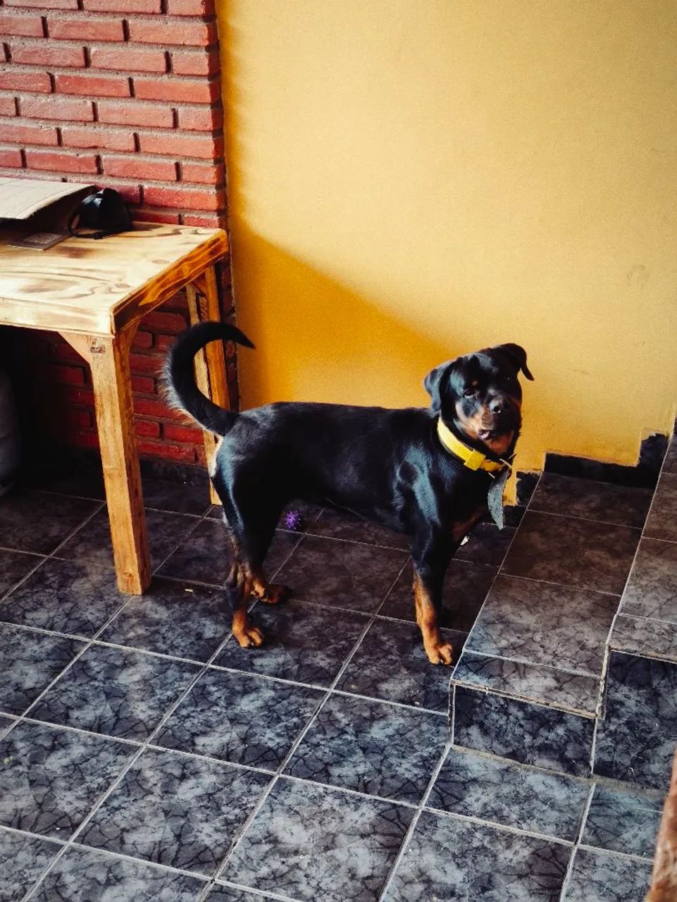 Doação de Rottweiler  - Foto 3