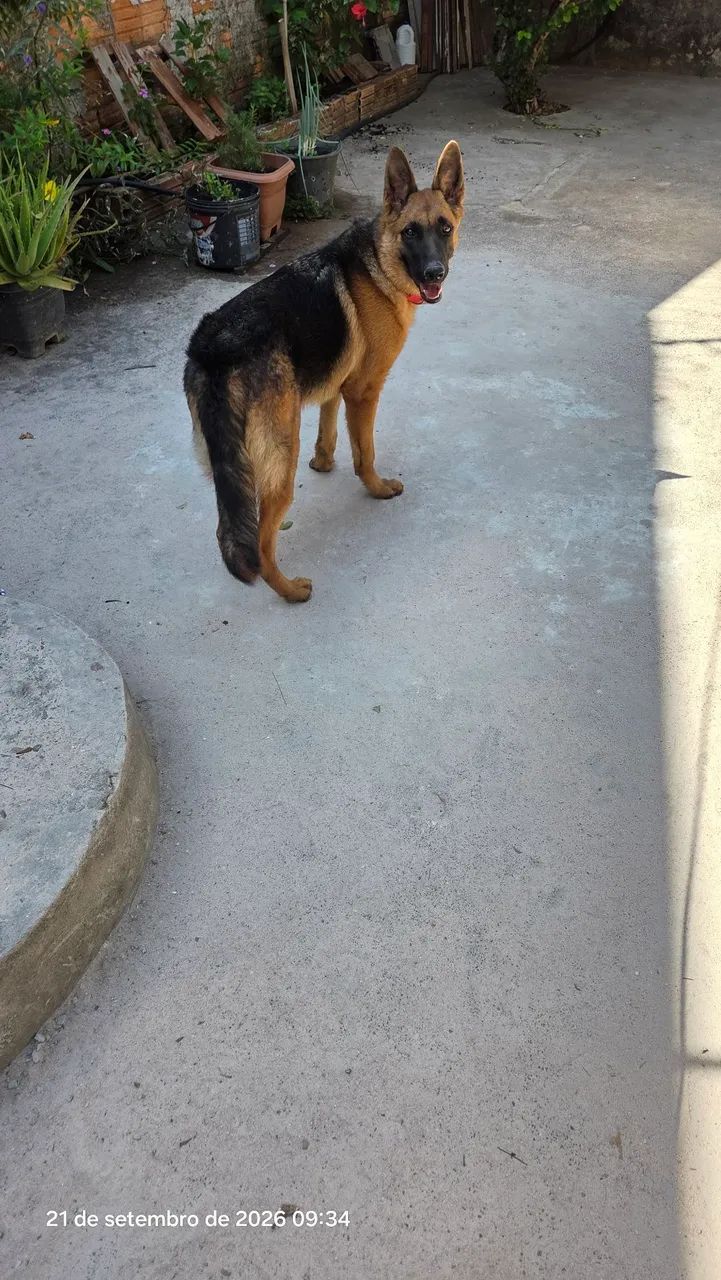Cachorro pastor alemão  - Foto 4