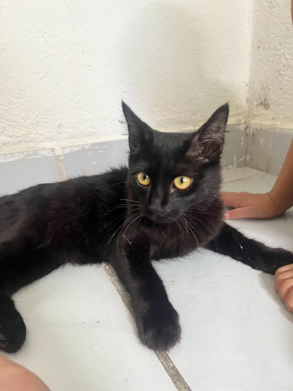 DOAÇÃO DE GATOS - Foto 6