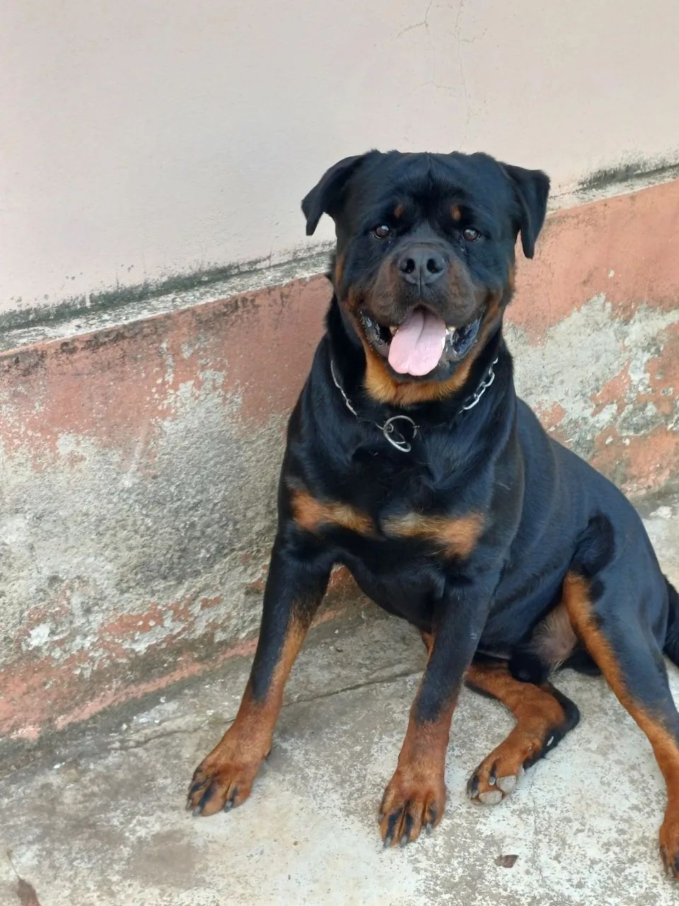 Rottweiler - Foto 4