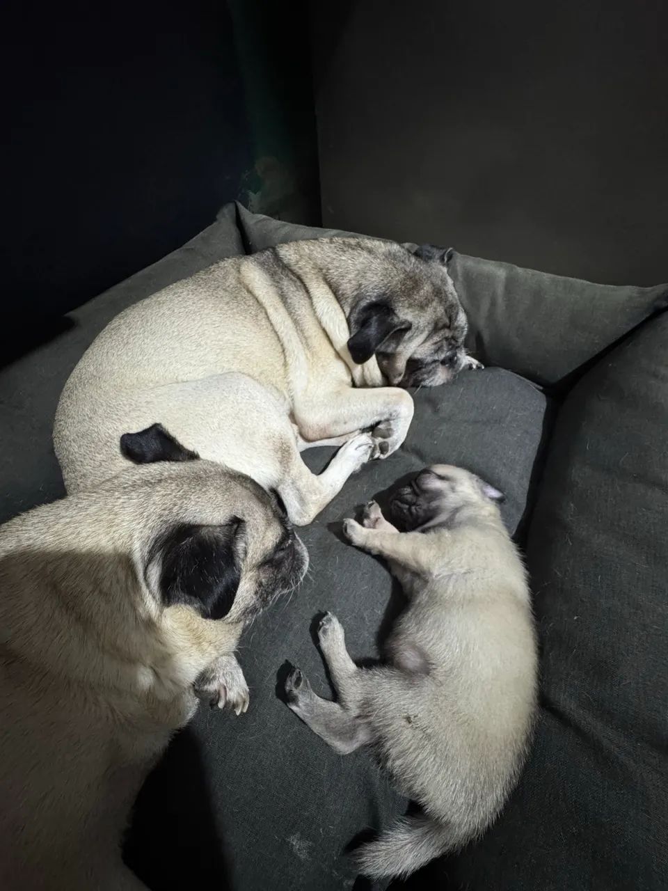 CACHORRO DA RAÇA PUG MACHO - Foto 3