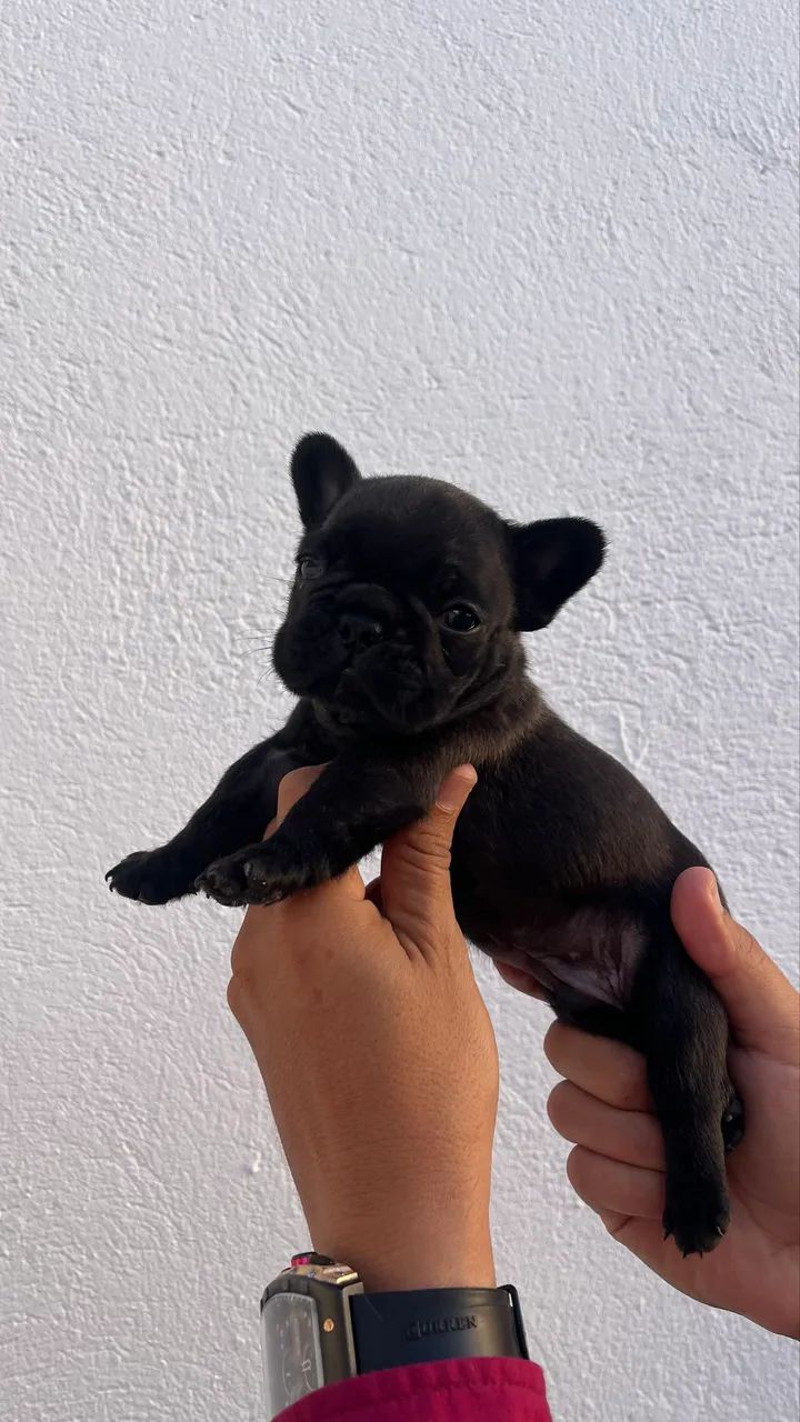 Pet - Foto 4
