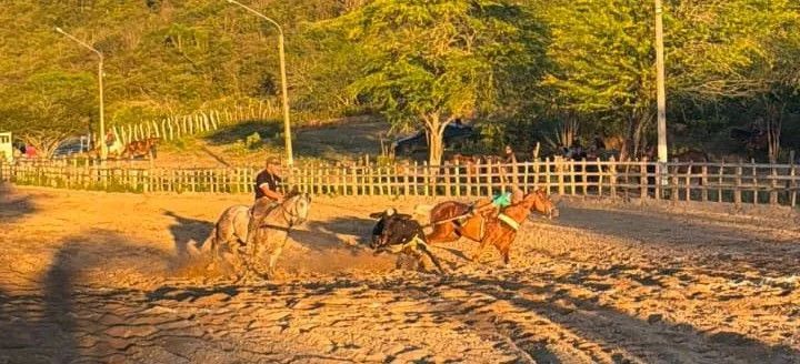 Potro Garanhão Iniciado de Direita - Foto 3