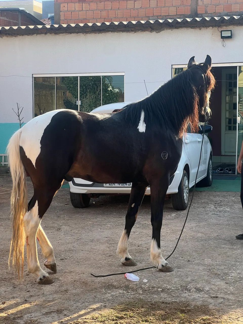 Mangalarga registrado