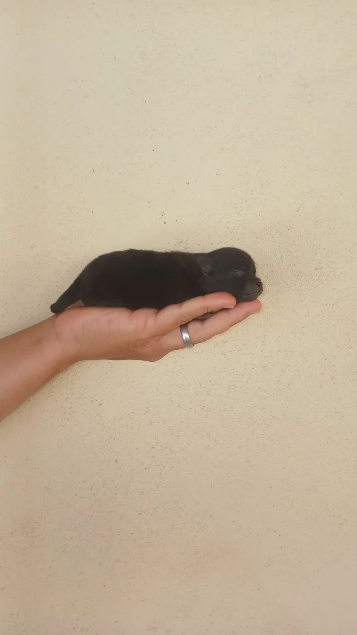 Spitz Alemão 
