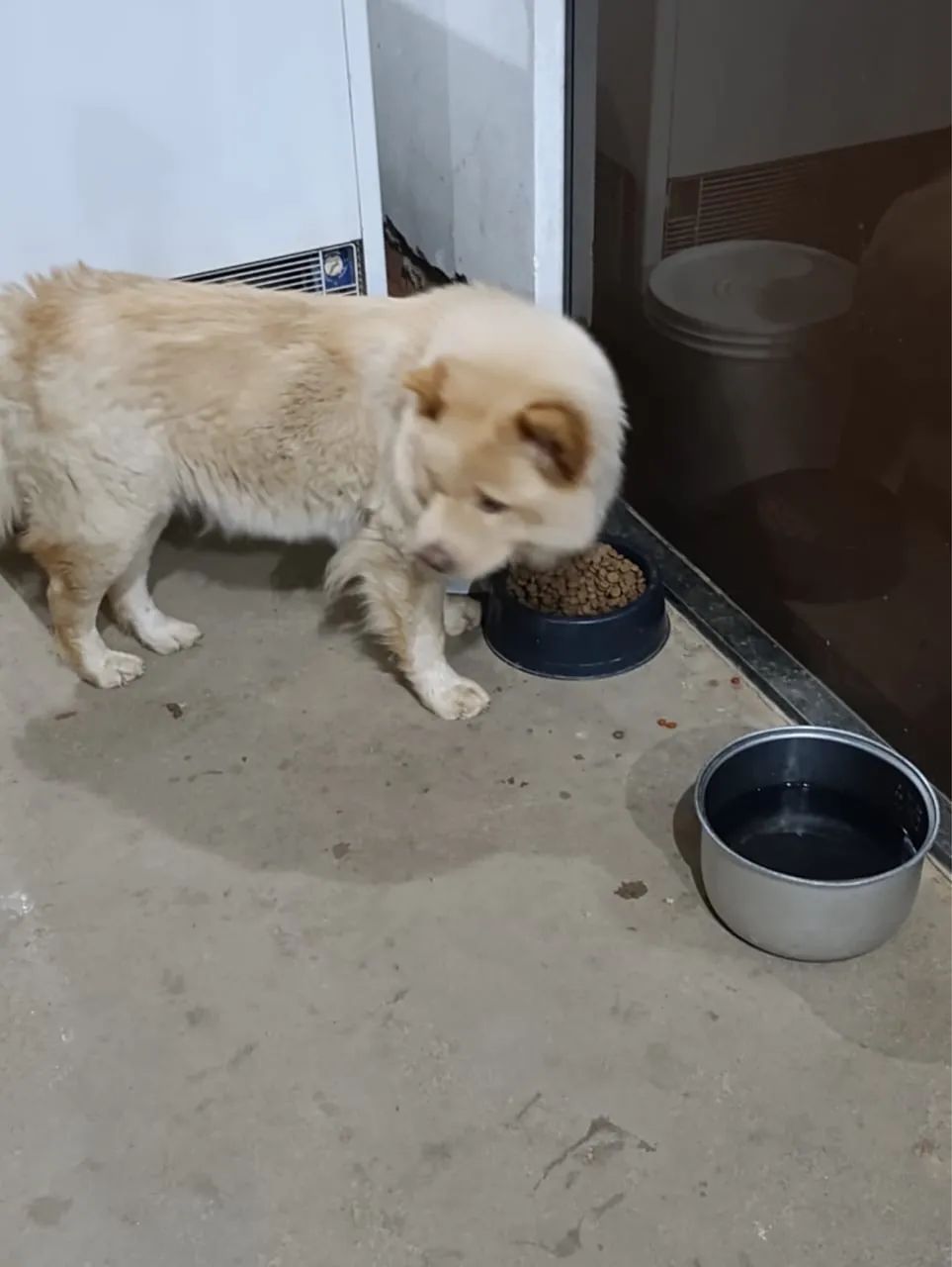 Vende-se  chow chow  - Foto 4
