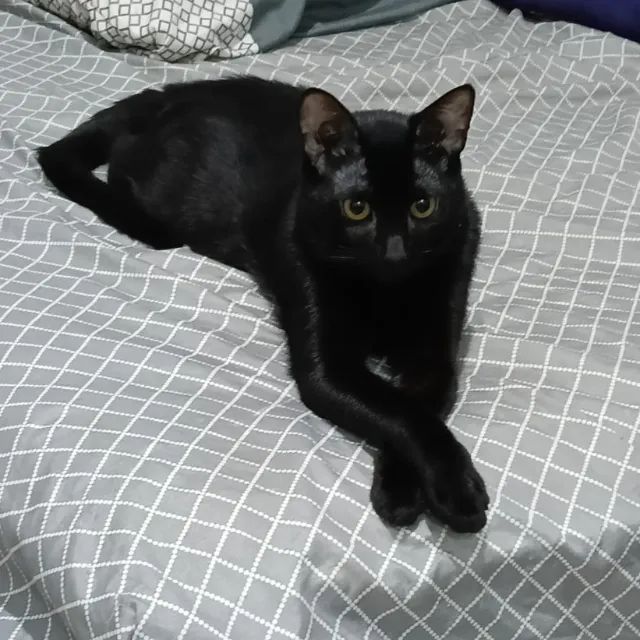 Gato macho - Foto 3