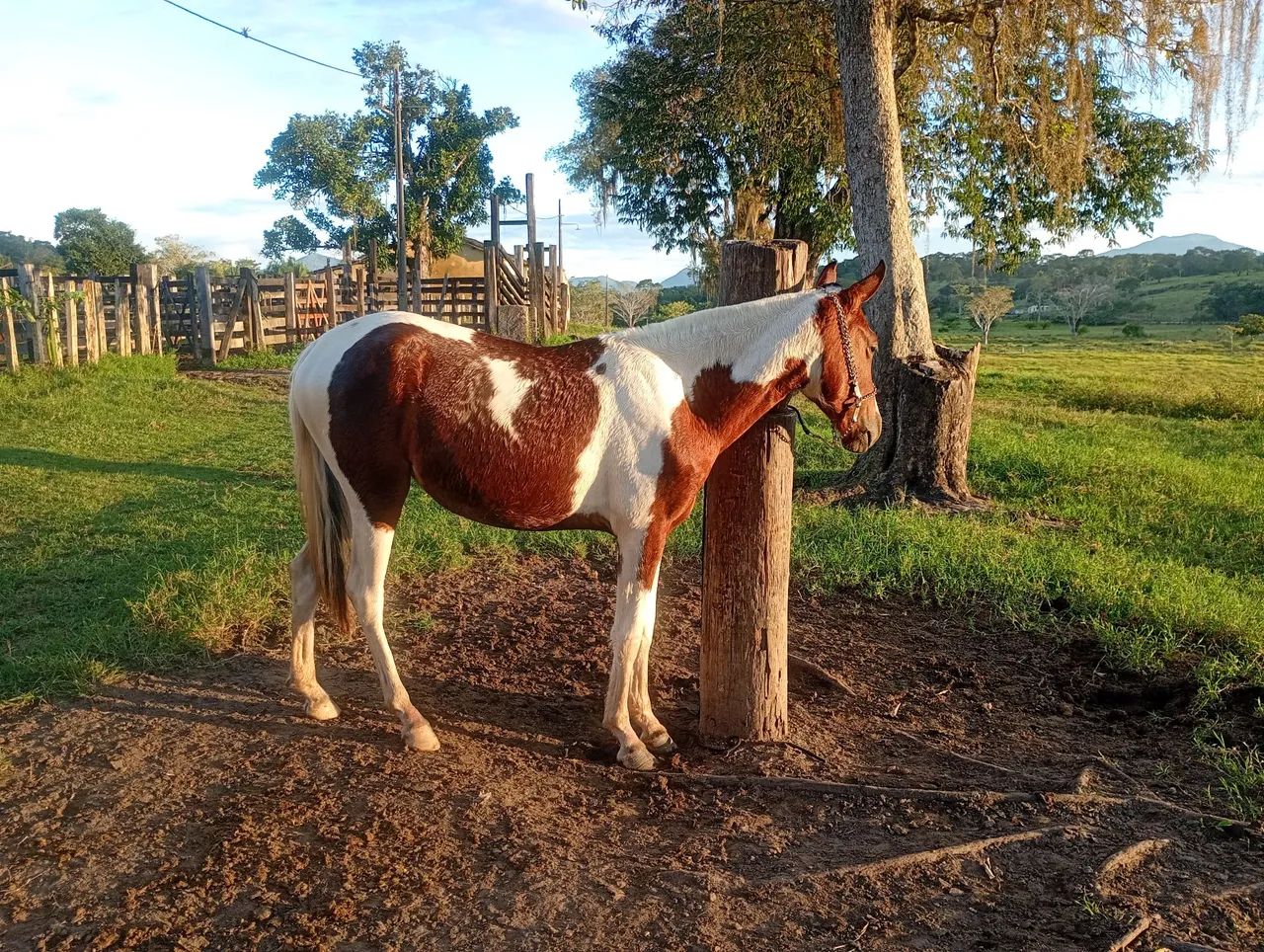 potra a venda  valor 3.500  - Foto 4