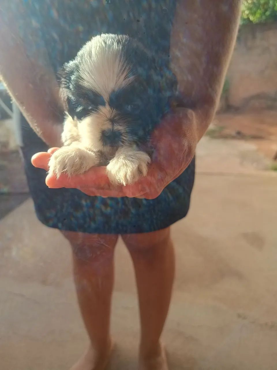 Cachorro Shitzu macho  - Foto 3