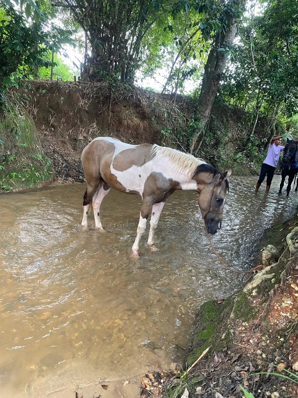 Cavalo top - Foto 4