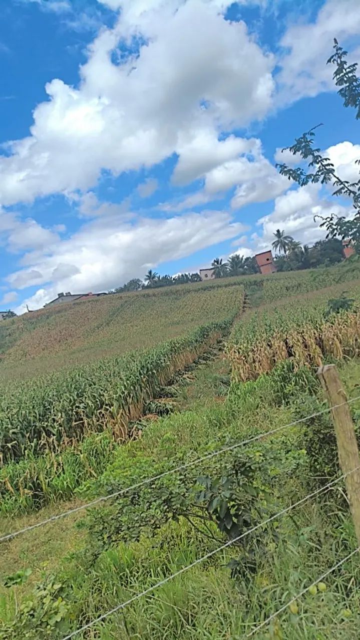 Silagem de Milho Ensacada - Foto 3