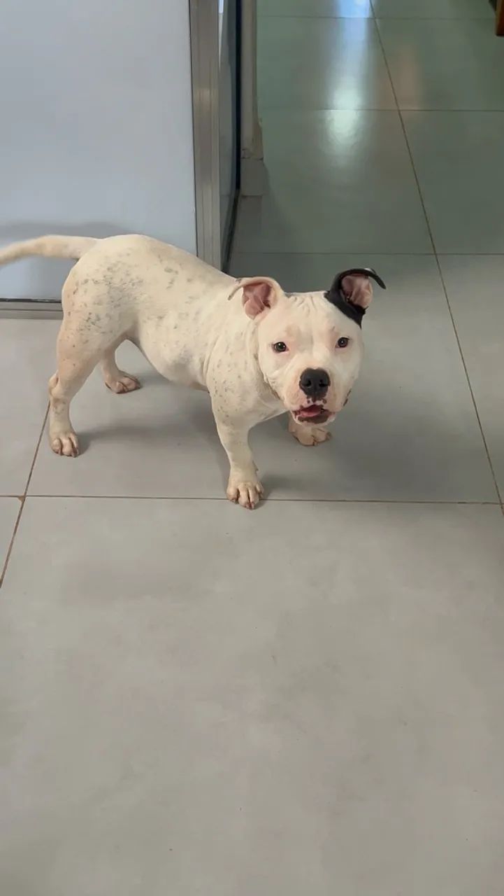 American bully poket 