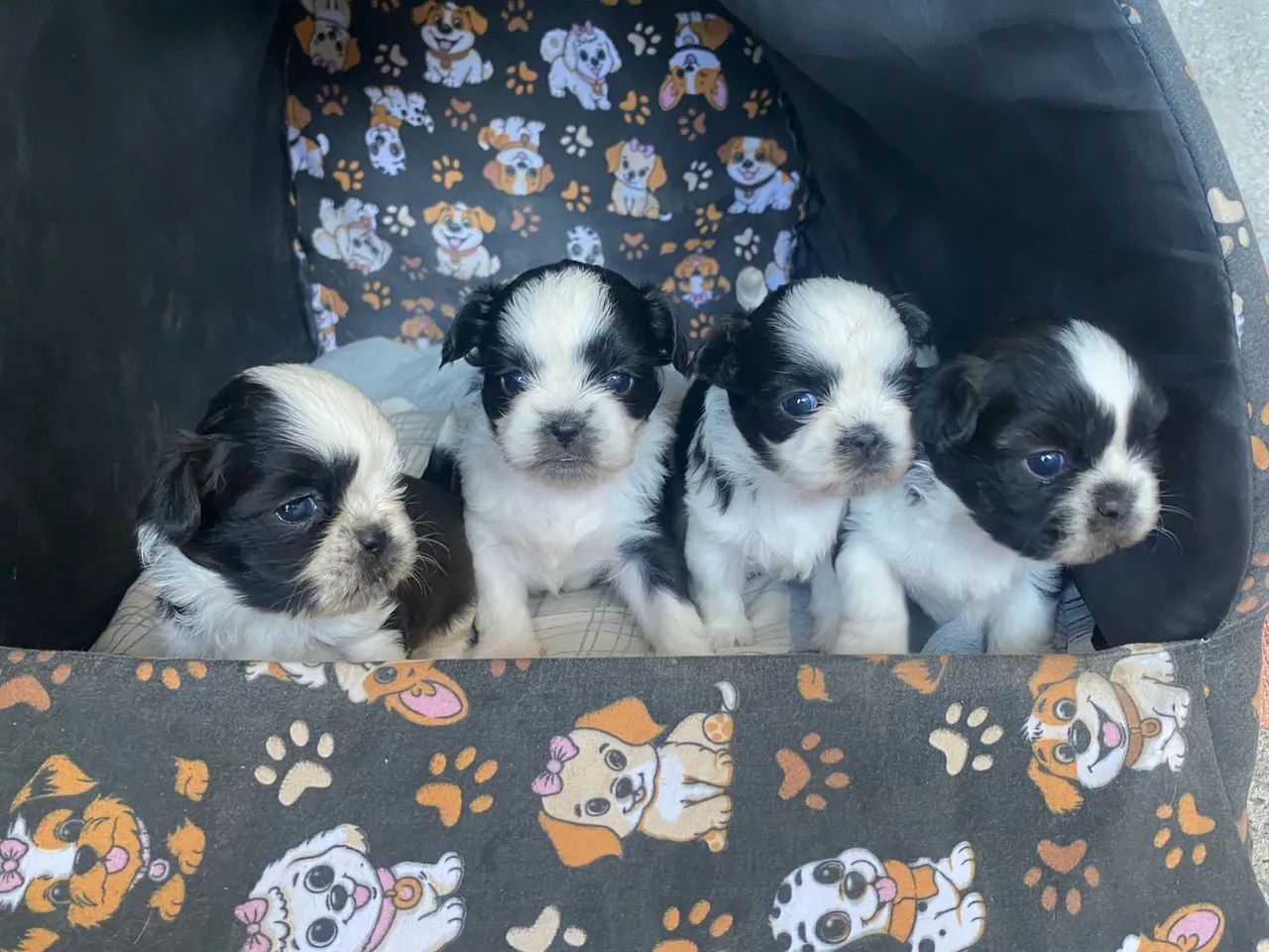 Vendo cachorro shih tzu  - Foto 2