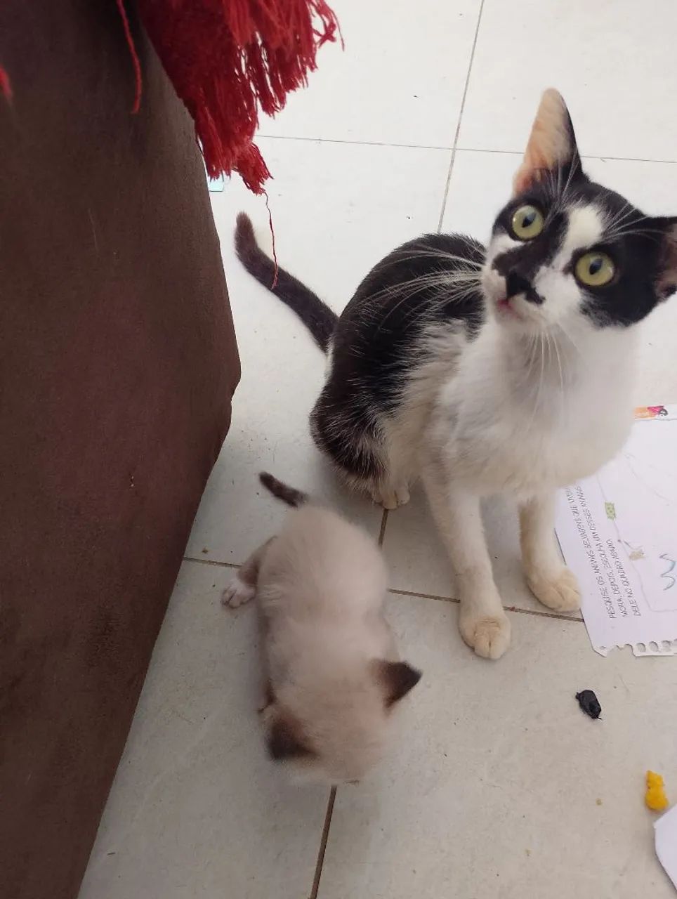 Gatinho macho - Foto 3