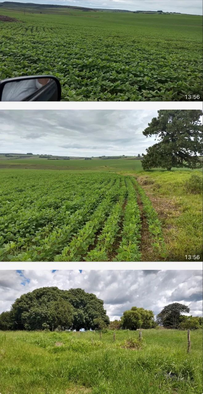 Fazenda em Sacramento altitude pra café ?  - Foto 3