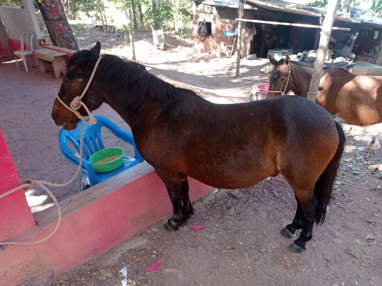 Cavalo Piquiras domado  - Foto 4