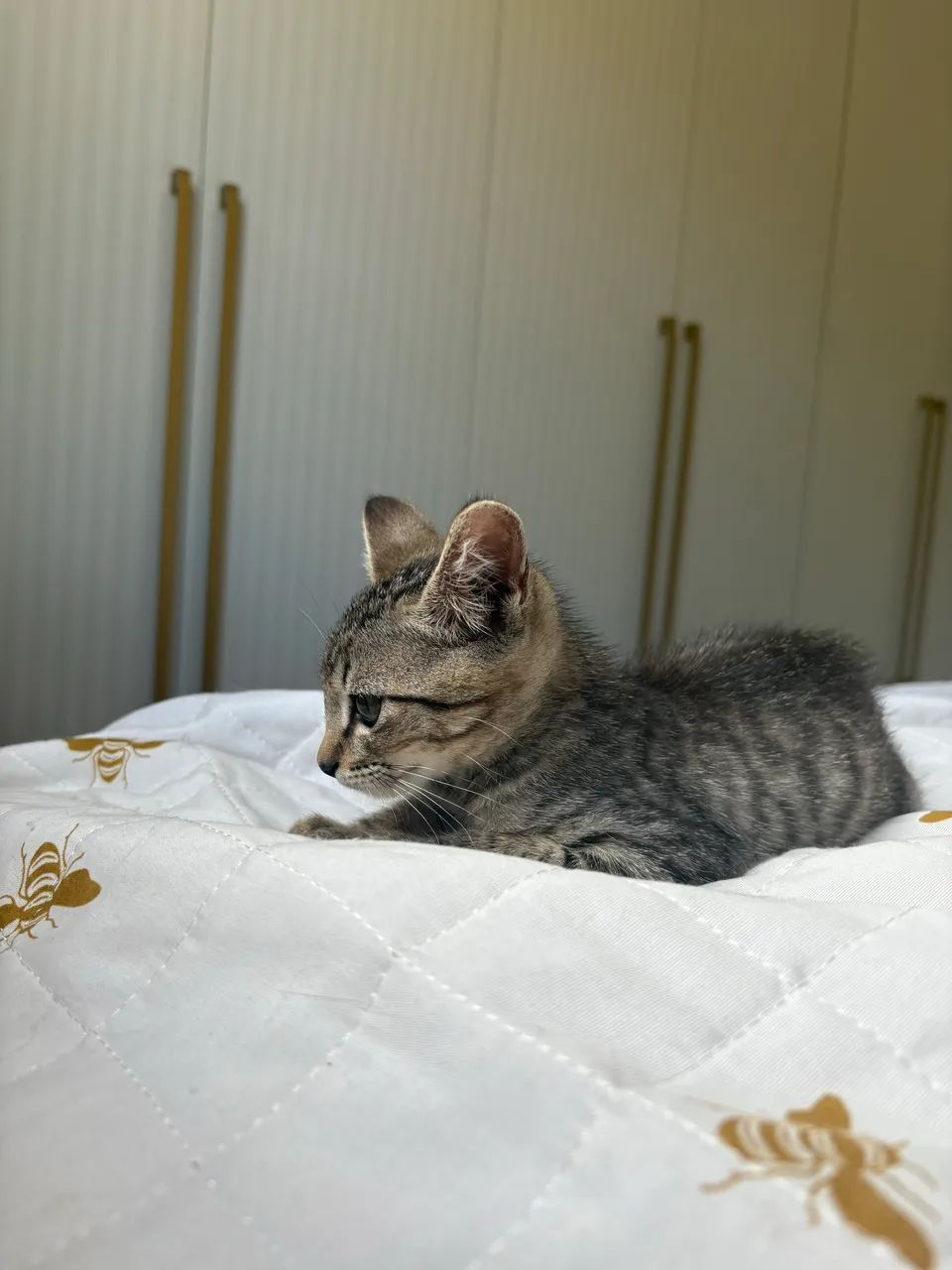 Gatinha para adoção  - Foto 5