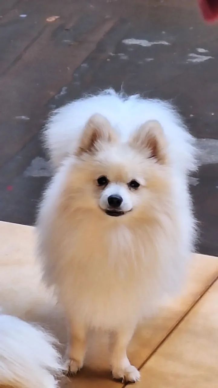 Spitz Alemão  - Foto 2