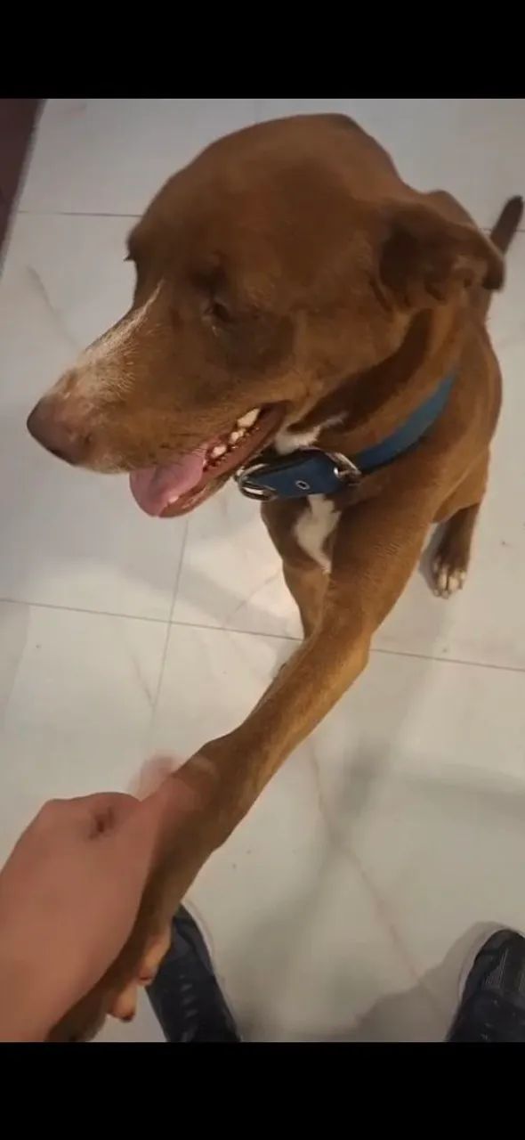 DOAÇÃO RESPONSÁVEL- CACHORRO BOB - Foto 5