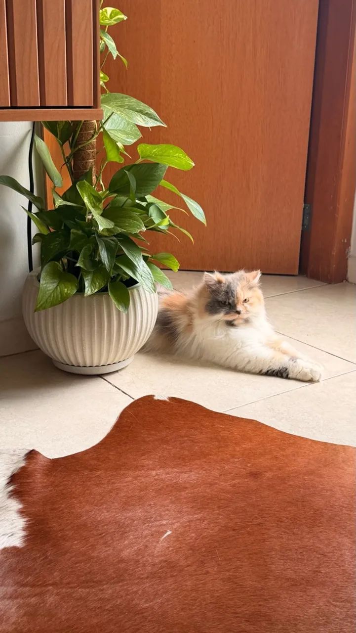 Jully - Foto 2